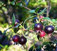 Black Guava Fruit Plant Manufacturer & Supplier in India